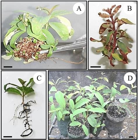 Stages Of Shoot Elongation And Ex Vitro Rooting Of E Cloeziana A