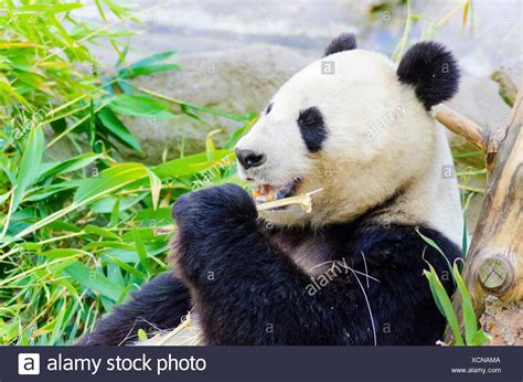 Panda Bear Sitting Down Eating Bamboo Stock Photos And Panda Bear Sitting