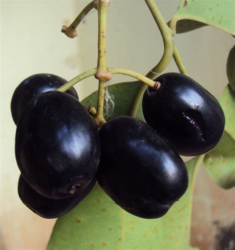 10 Amazing Beauty And Health Benefits Of The Indian Blackberry Jamun