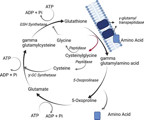 Gamma‐glutamyl Transferase γ‐gt An Old Dog With New Tricks