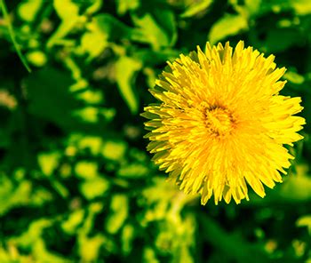 Location mayfair lawn bowling club 923 ave d north saskatoon, sk. Lawn Care Services in Saskatoon, SK | Weed Man