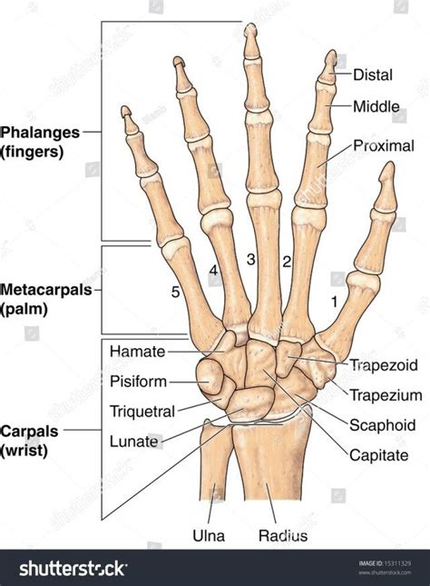 Hand Bones Anatomy Dita