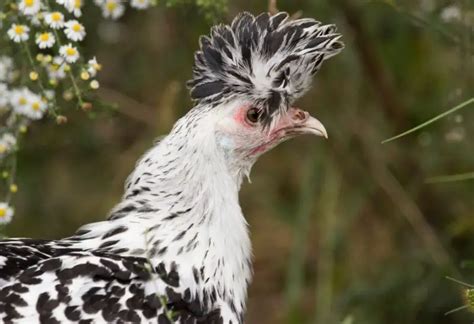 9 Chickens With Fluffy Heads Information And Facts Farm And Chill