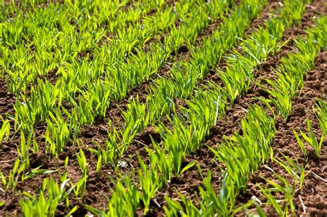 Wheat (species of triticum) is a cereal grain. Winter Wheat Planting | HGTV