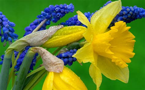 Images Of Daffodil Flowers Hd Desktop Wallpapers 4k Hd