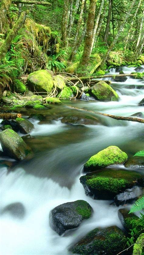 We have an extensive collection of amazing background images carefully chosen by our community. Portrait Nature Wallpapers - Wallpaper Cave