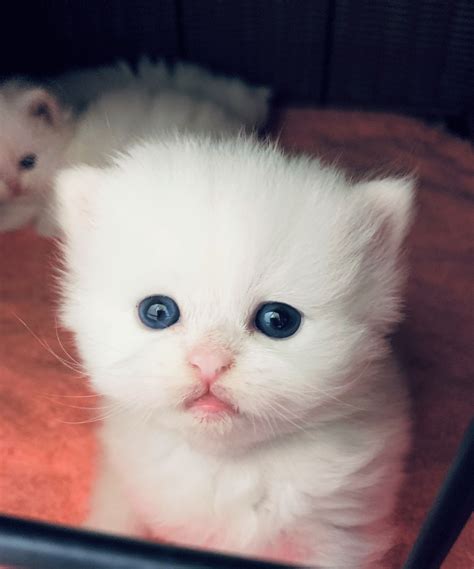 Peeking This Little Pure White Teacup Kitten Is Getting Curious To See