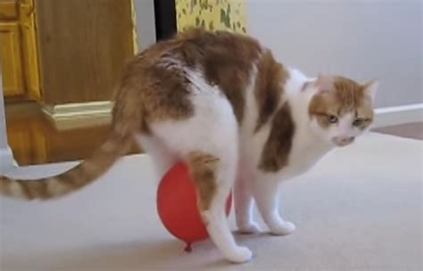 Cat Vs Static Balloon Cats Vs Cancer
