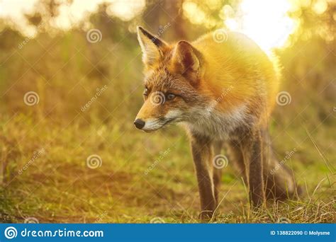 Wild Red Fox Vulpes Vulpes Evening Sunset Stock Photo Image Of
