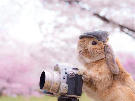 Meet Puipui The Worlds Most Stylish Bunny 9gag