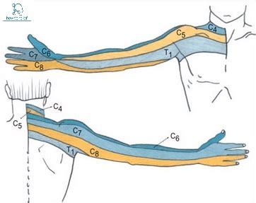 The median nerve is one of the five main nerves originating from the brachial plexus and provides motor and sensory innervation to parts of the forearm and hand. Median Nerve:Course,Motor,Sensory & Common Injuries » How ...