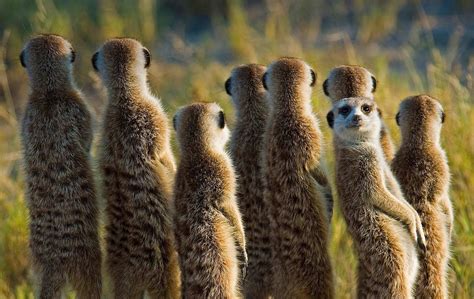 Meerkats In The Kalahari Desert In Botswana Meerkat Animals Mammals