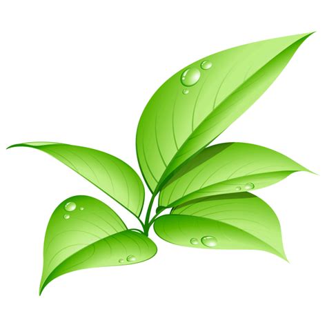 Green Leaves Png Clipart Png Mart