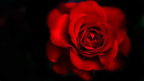 If you're looking for the best black rose wallpaper then wallpapertag is the place to be. Red rose | So I really liked this shot...it was the only ...