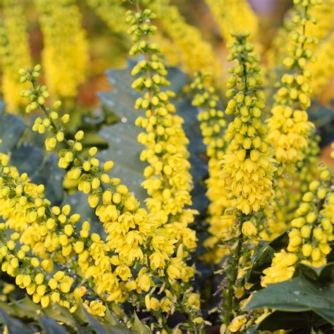 Mahonia Media Charity Shrub Plants For Sale Free Uk Delivery