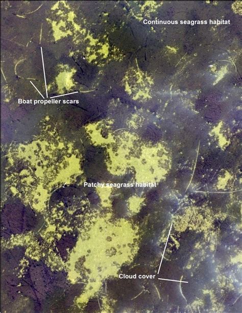 Using Drones For Seagrass Monitoring Zachary Olsen