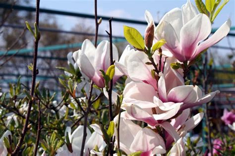 Die tulpenzwiebeln musst du zum richtigen zeitpunkt einpflanzen, sonst wartest du im nächsten jahr vergeblich auf die blumen. Tulpen-Magnolie pflanzen » Ein Ratgeber von A bis Z