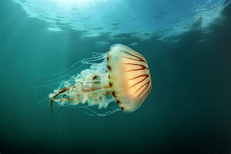 Compass Jellyfish Swimming Near The Surface Cornwall Uk Photograph By