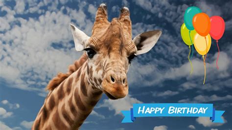 Happy Birthday Giraffe Birthday Cards
