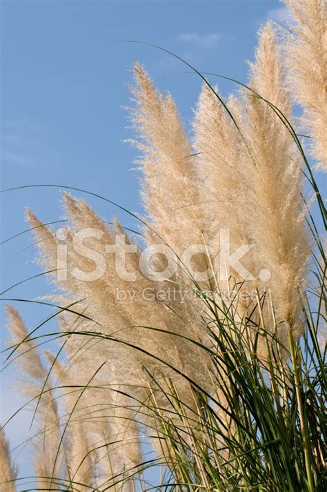 Reed Stock Photo Royalty Free Freeimages