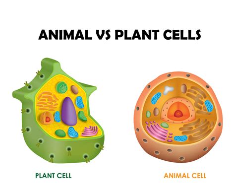 Provide support and limited plasticity. Animal cell v/s Plant cells - Regeneration biology ...