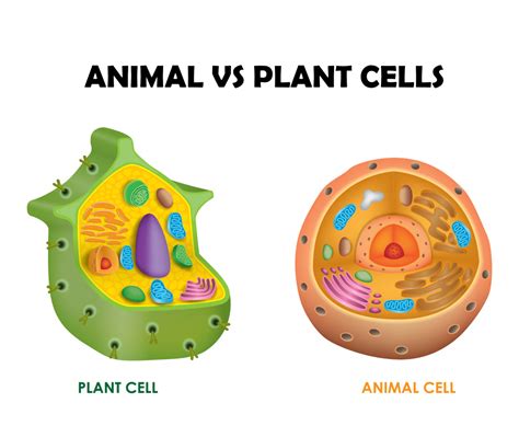 Plant cell versus animal cell. Animal cell v/s Plant cells - Regeneration biology ...