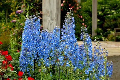 We did not find results for: 10 Best Perennials for Sun