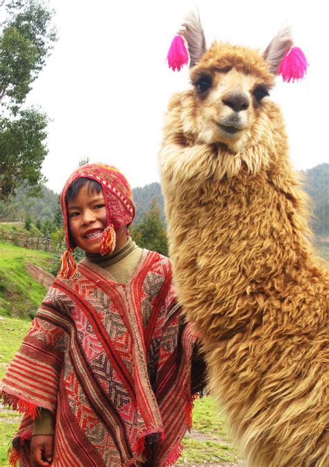 Pin By Sharon Kirk Clifton On Photography Animals Peru Llama
