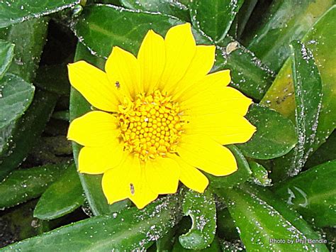They are very easy to grow and have brilliant colors. Gazania rigens var. uniflora, Treasure flower,One flowered ...