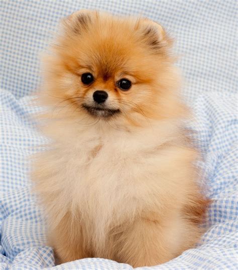 Teacup Pomeranian For Sale In California