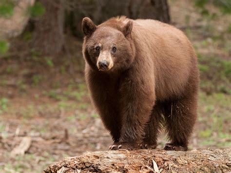 Bear Facts Types Lifespan Classification Habitat Pictures