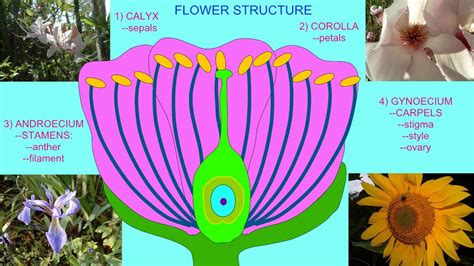 Angiosperms Flower Structure Youtube
