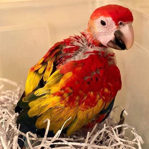 Baby Scarlet Macaw For Sale Terrys Parrot Farm