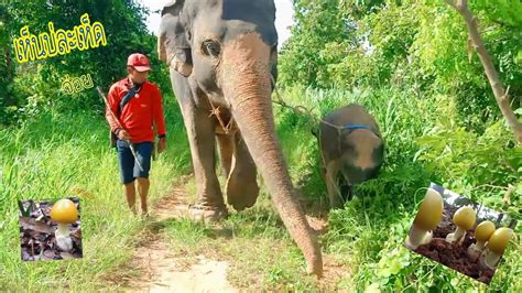 พรรณไม้สัตว์ป่า แมลง และเห็ด ซึ่งกำหนดแนวทางปฏิบัติ วิธีการสำรวจและ วิธีการเก็บข้อมูลความหลากหลายทางชีวภาพในระดับชนิด. น้องบุญหลายเข้าป่าหาเก็บเห็ด - YouTube