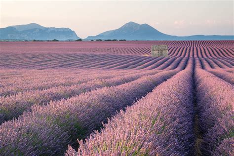 With its 300 days of sunshine per year, benefits from generous climate all year round, especially in the summer. Plateau de Valensole, Provence - Ief De Laender