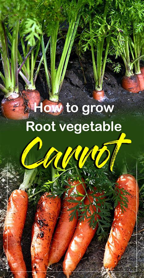 Growing Carrots In Containers How To Grow Carrots At Home
