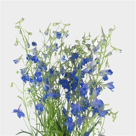 Delphinium Dark Blue Flower Wholesale Blooms By The Box