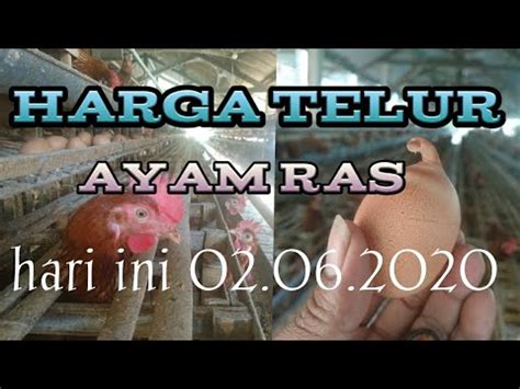 Harga telur ayam hari ini tgl 12 november 2020. harga telur ayam ras hari ini || 02.06.2020 - YouTube