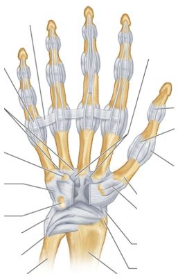 Ligaments Of The Hand Diagram Diagram Quizlet