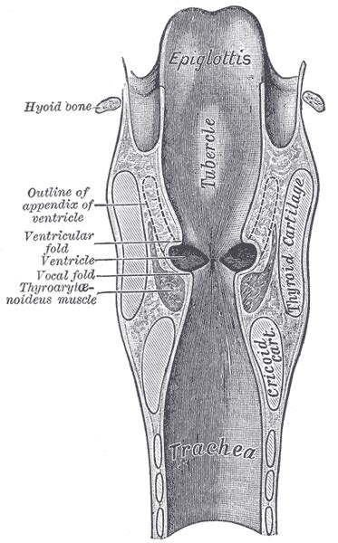 Larynx Anatomy Structure And Function