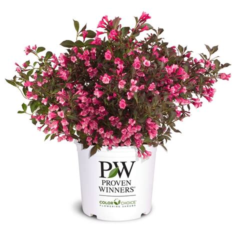 3 Gallon Pink Wine And Roses Weigela Flowering Shrub In The Shrubs