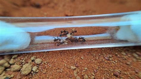 Camponotus Nicobarensis AntsFlanders