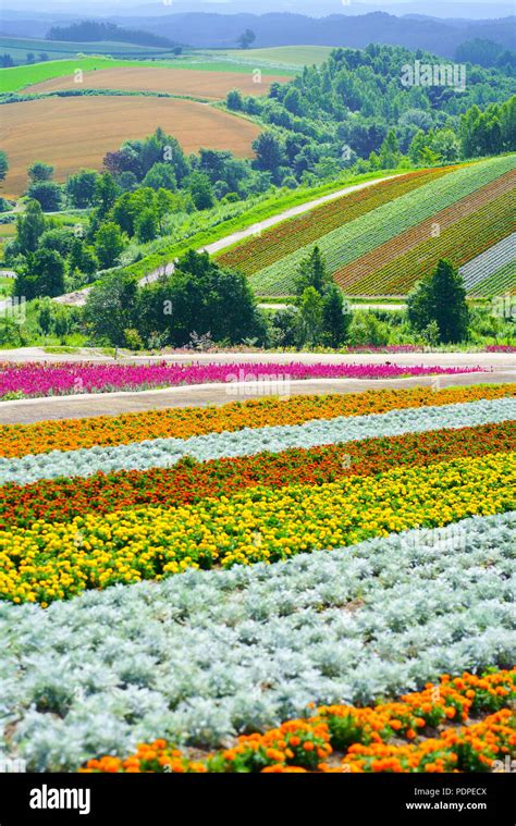 Flower Field Hokkaido Japan Stock Photo Alamy