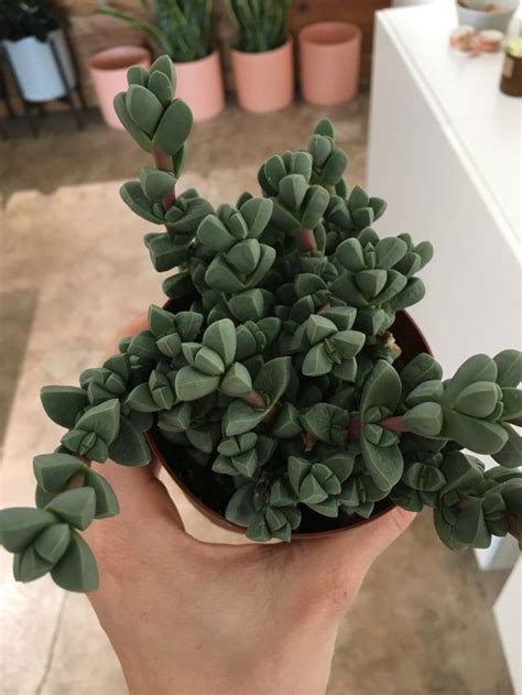 What Is This Satisfying Succulent Whatsthisplant Succulents