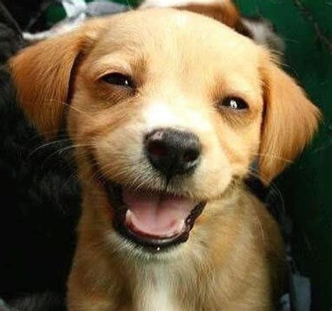 Smiling Dog Smiling Animals Happy Dogs Baby Dogs