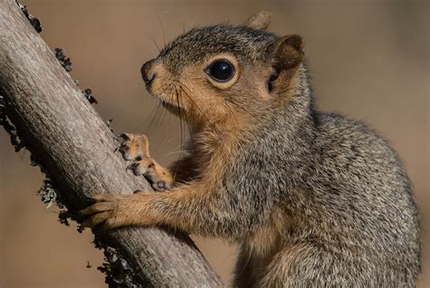 Eastern Fox Squirrel Sciurus Niger Columbia Childrens A Flickr