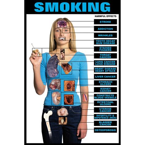 The Impact Of Smoking On The Body Digital Media