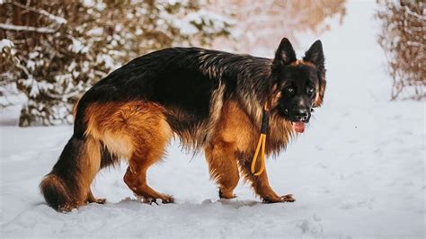 Black Sable German Shepherd Long Hair Meet The Most Striking Canine