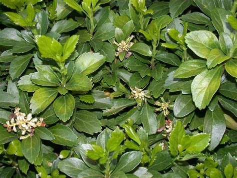 Pachysandra procumbens, allegheny pachysandra o allegheny spurge, es una planta con flores de la familia buxaceae, nativa del sureste de los estados unidos desde virginia occidental y kentucky. Szkółka Drzew i Krzewów Ozdobnych - Pachysandra terminalis