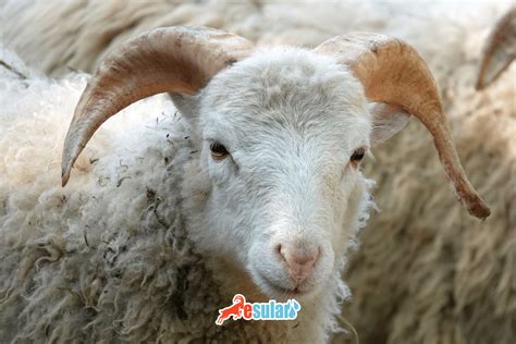 Koyunlarda Kelebek Hastalığı Nedir esular Kablosuz Akıllı Otomatik